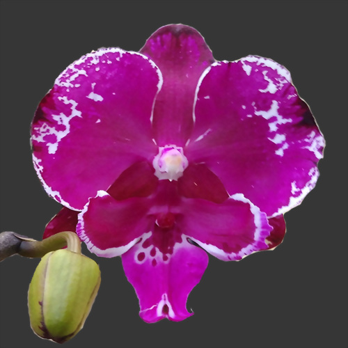 Phal. Allura 'Dracarys'