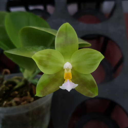 Phal. Allura 'Green Goblin'