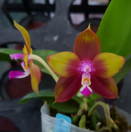Phal. Allura 'Redpoint'