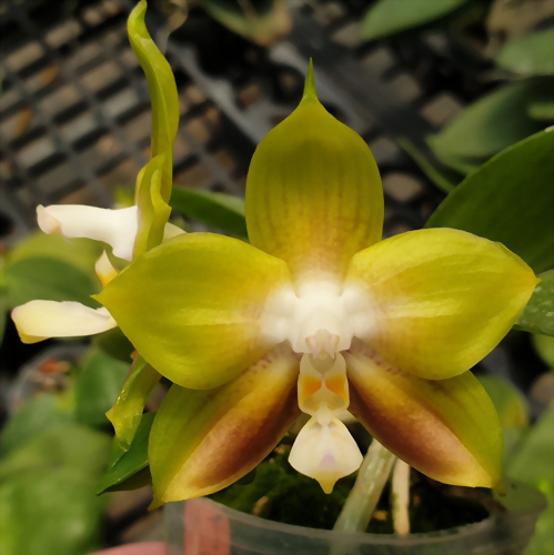 Phal. Allura 'Spark'