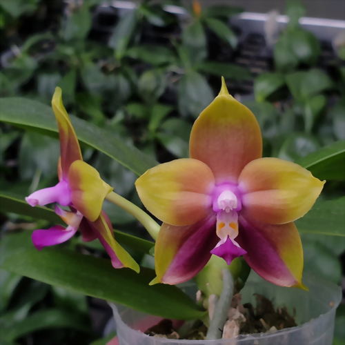Phal. Allura 'Xanthos'
