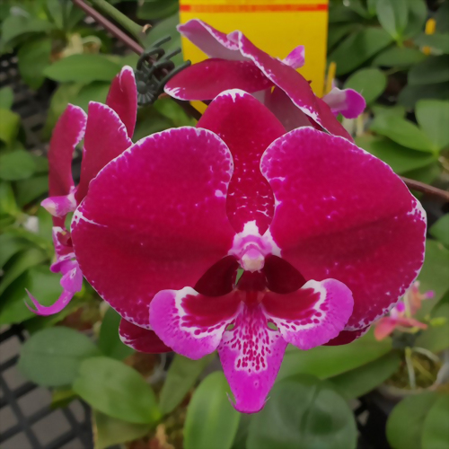 Phal. Allura 'Eduard'