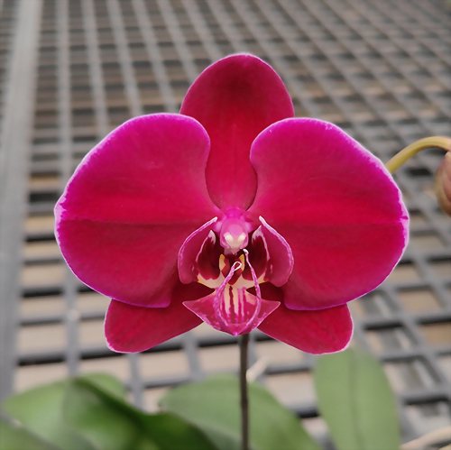 Phal. Allura 'Máxima'