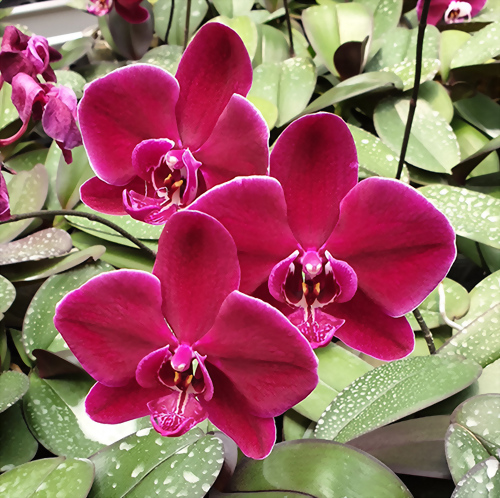 Phal. Allura 'Bordeaux'