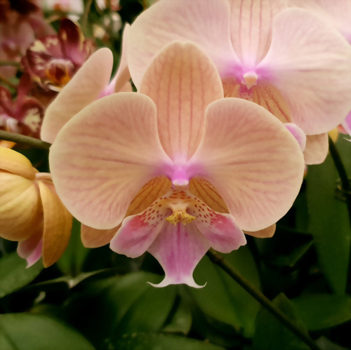 Phal. Allura 'Tequila'