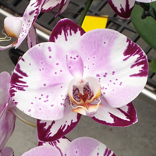 Phal. Allura 'Titania'