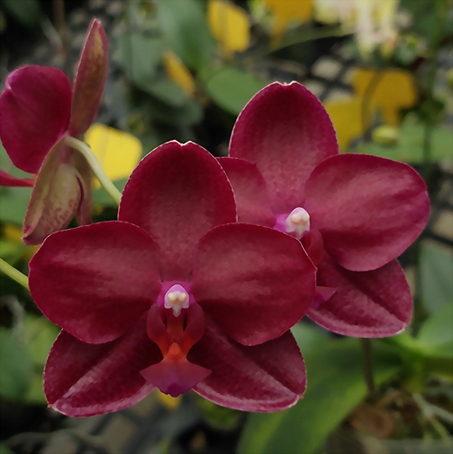 Phal. Allura 'Shiraz'