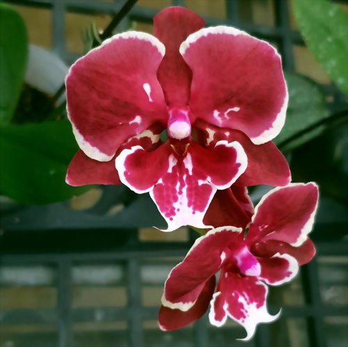 Phal. Allura 'Fireworks'