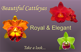 Cattleya