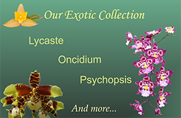 Oncidiums & Intergenerics