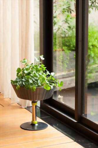 Aquaponics Bowl Stand-Tall