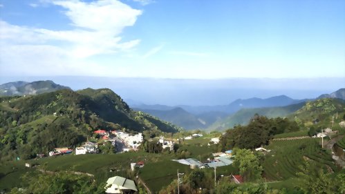 台灣茶葉推薦您阿里山石棹冠軍茶 | 朕好茶舖(OK茶)