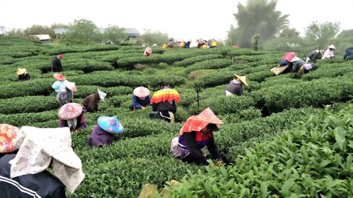 2021年大家一起防疫找茶趣 | OK茶-朕好茶鋪