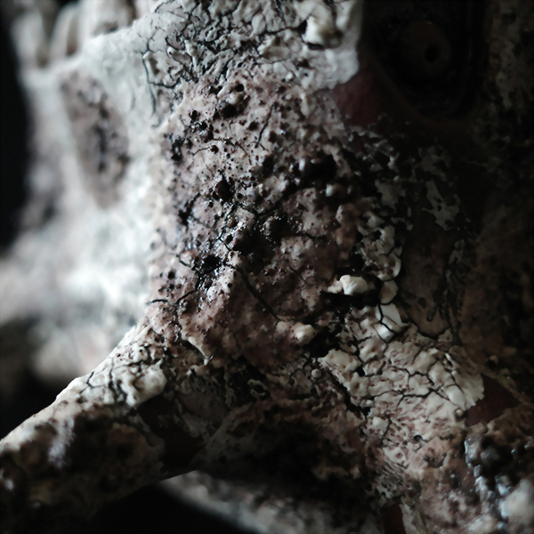 Bucktooth monster rabbits