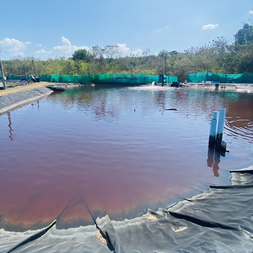 ฟาร์มกุ้ง – จังหวัดภูเก็ต