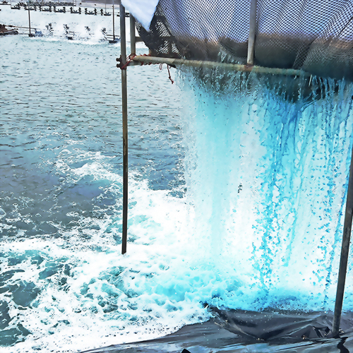 Shrimp Farm Expansion in Surat Thani, Thailand Shrimp Farm Expansion in Surat Thani, Thailand