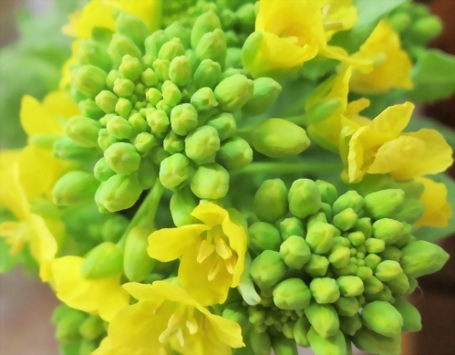 Cauliflower HPV inspection