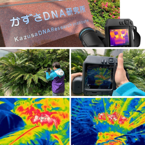 神奇的植物在哪裡？FLIR T530專業熱像儀助力研究自發熱的恒溫植物