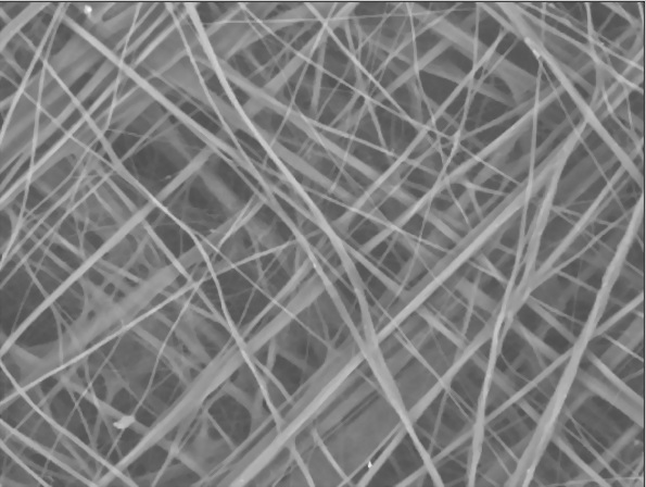 “Horien” Extracellular Membrane