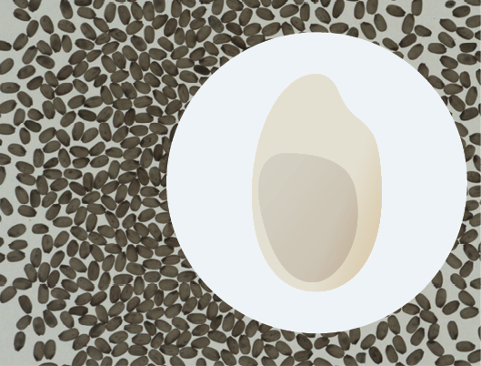 米粒判定器 心白、乳白粒