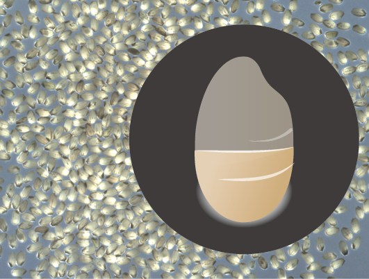 米粒判定器 胴割粒