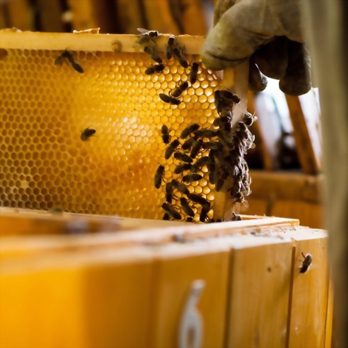 蜂蜜的由來是什麼?