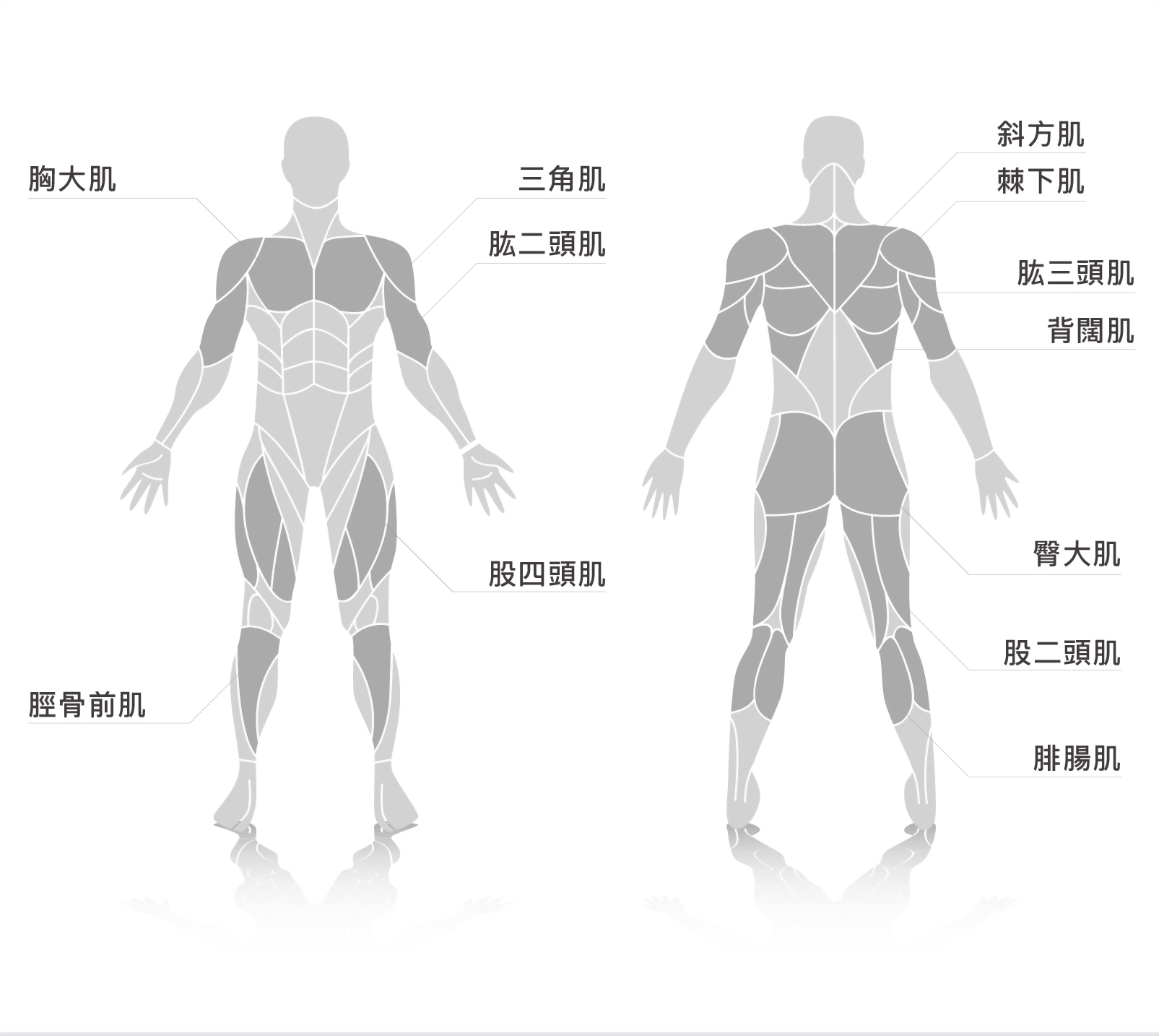 muscle.jpg
