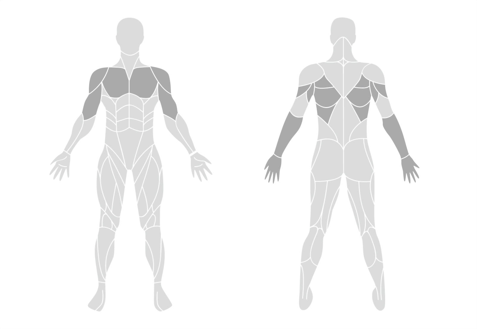 muscle-en.jpg