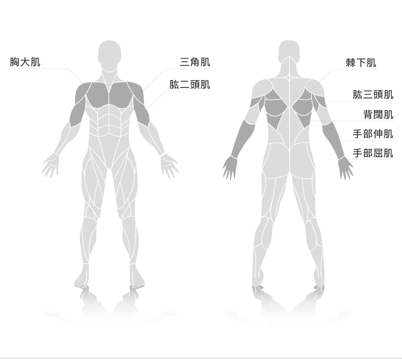 muscle.jpg