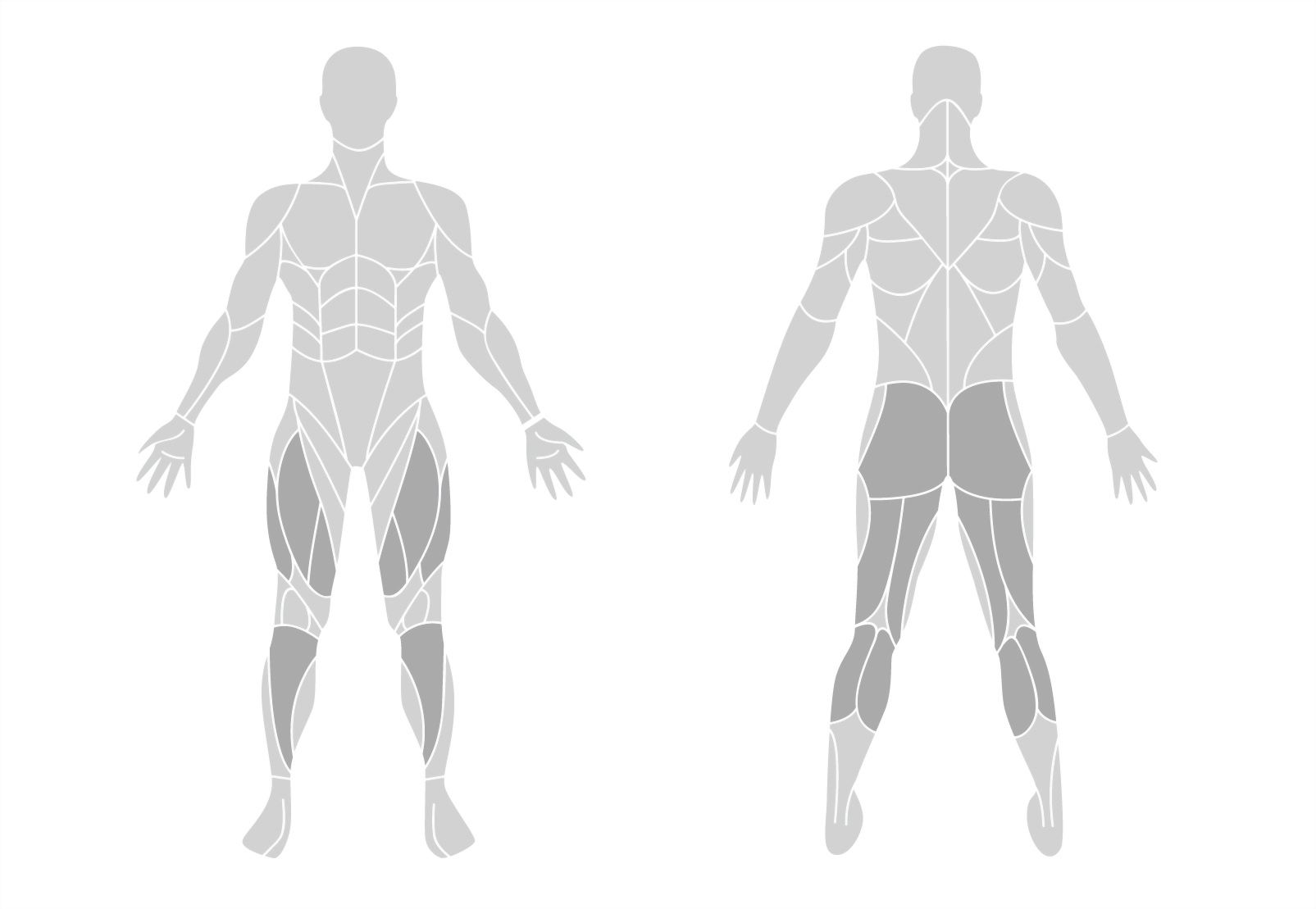 muscle-en.jpg
