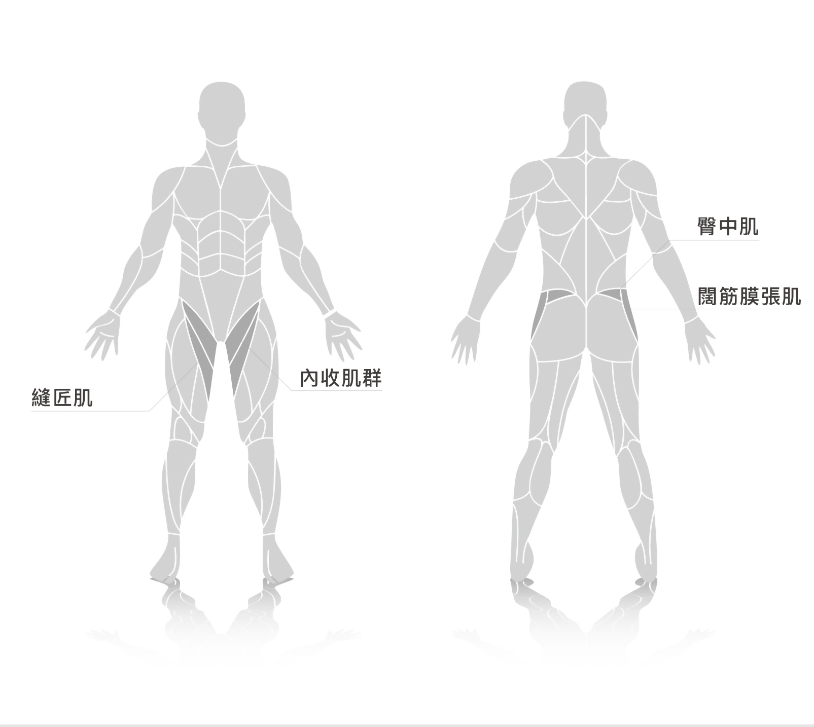 muscle.jpg