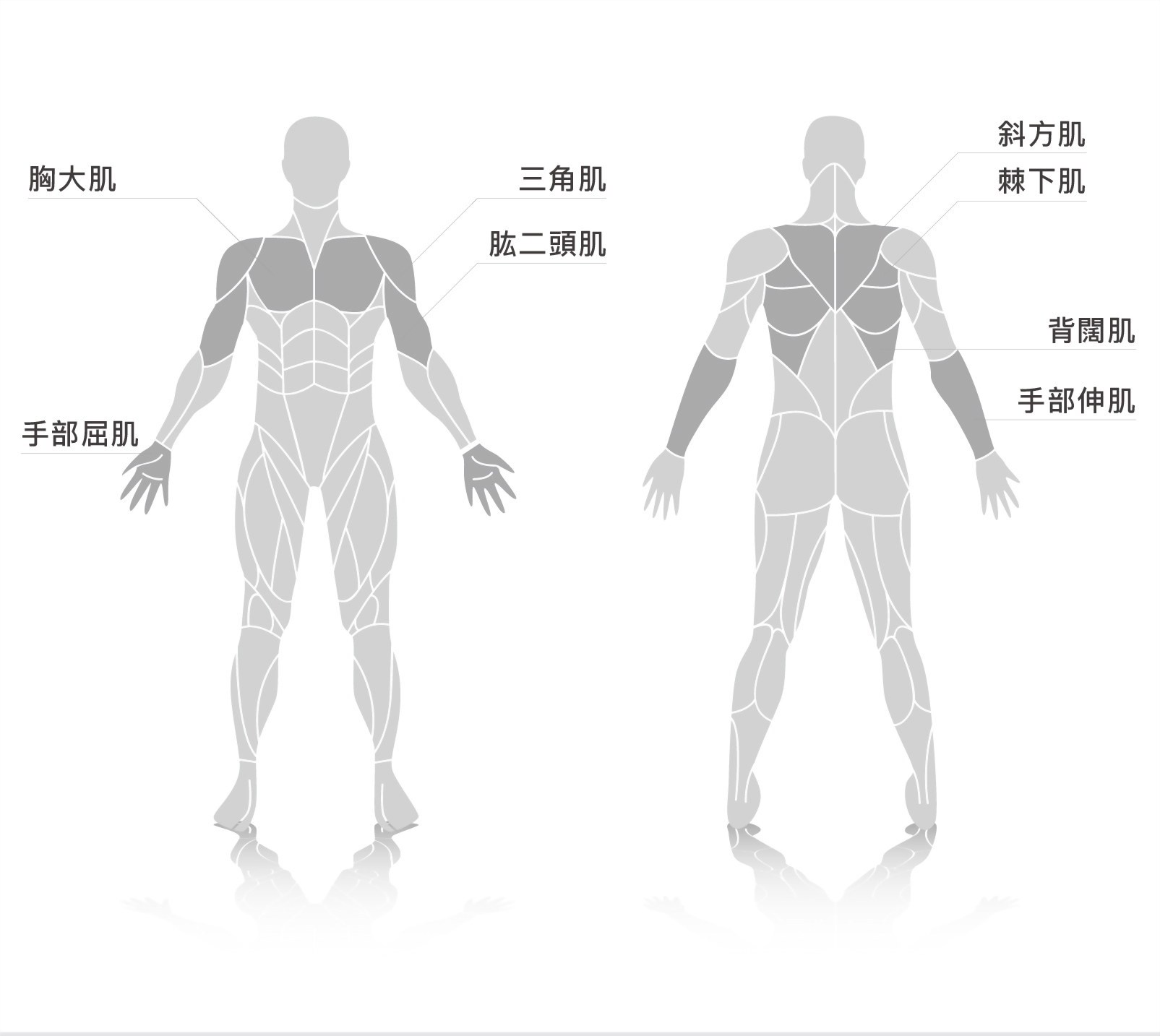 muscle.jpg