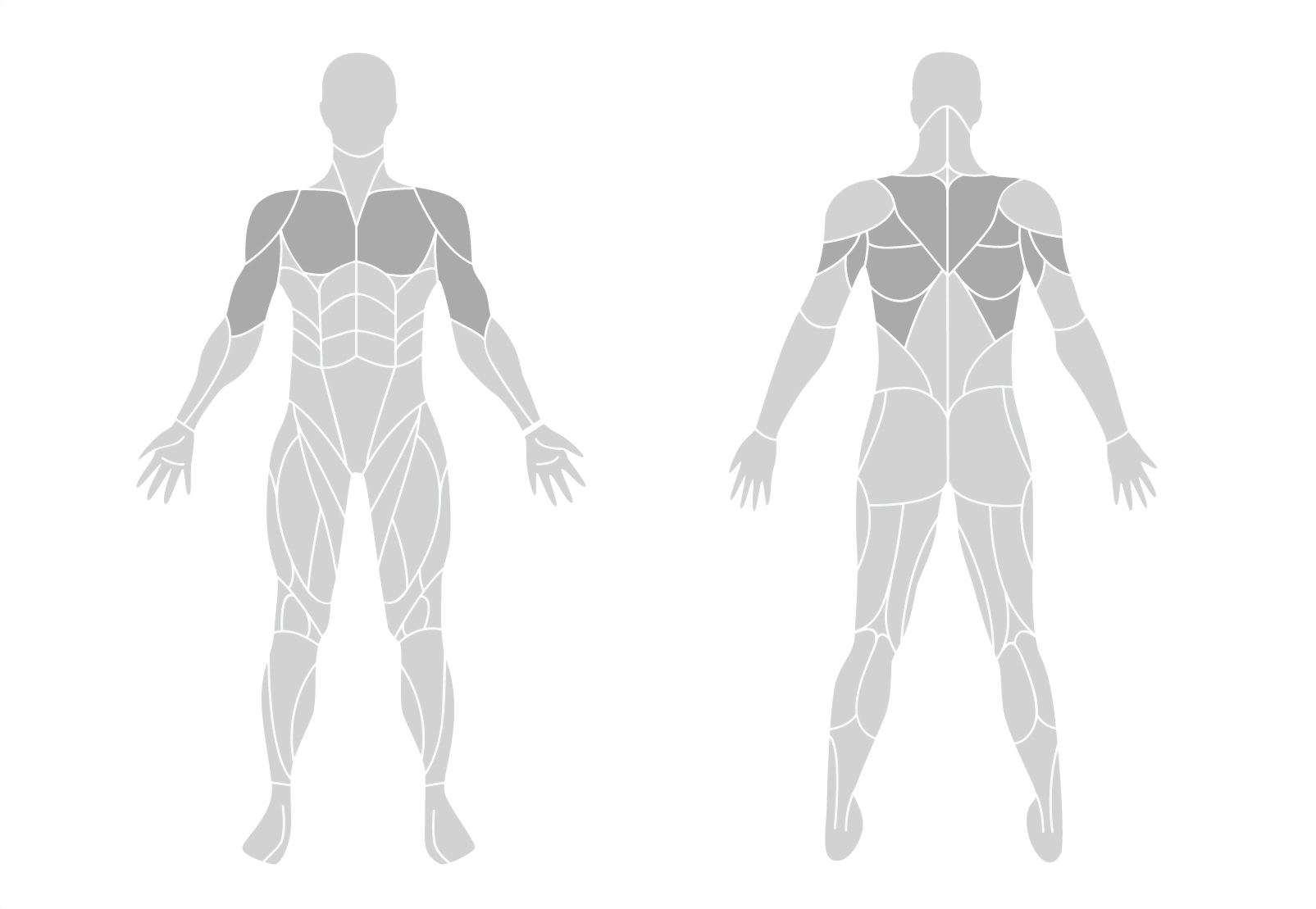 muscle-en.jpg