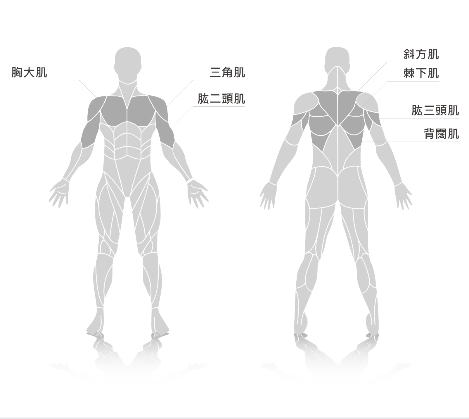 muscle.jpg