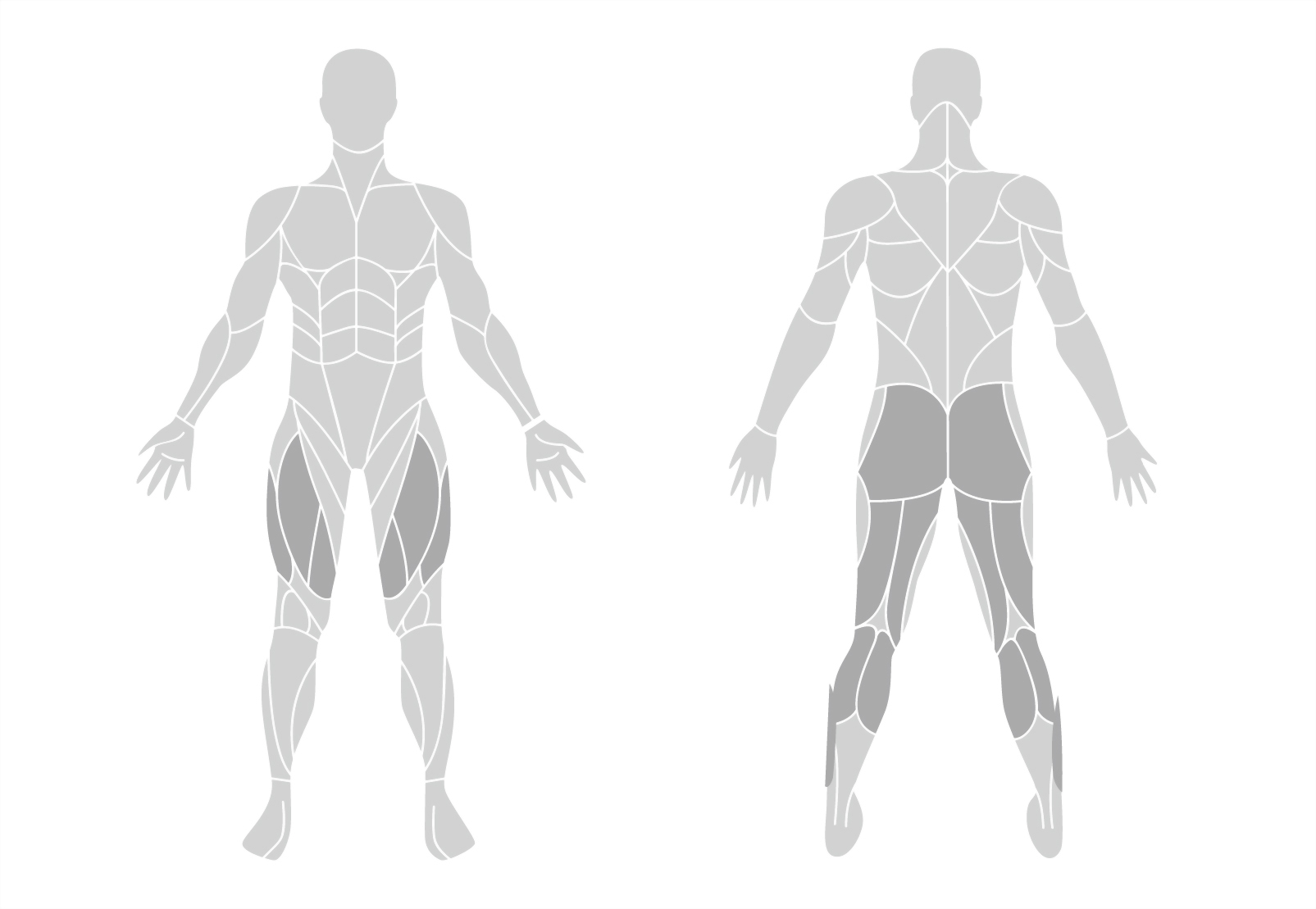 muscle-en.jpg