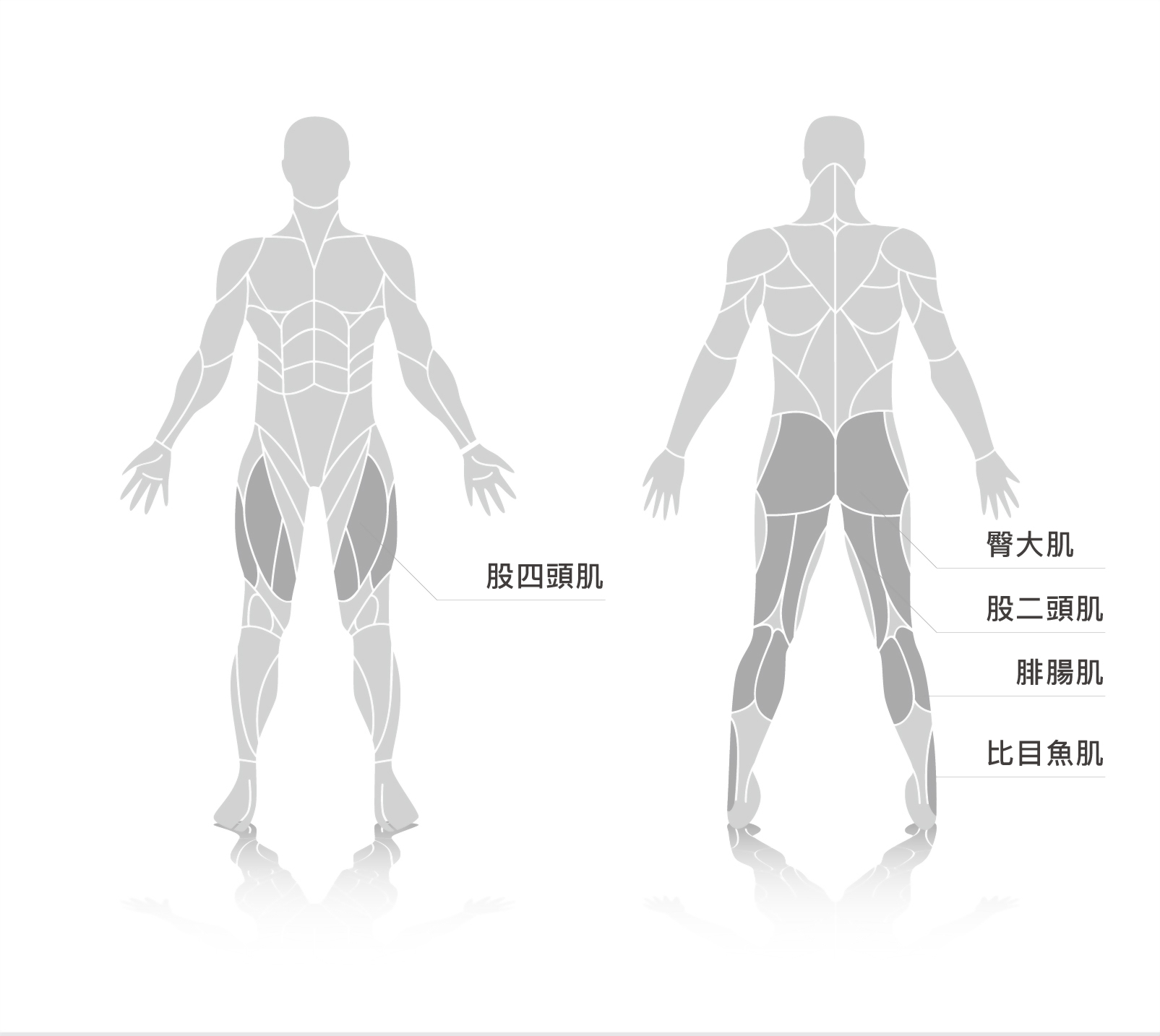 muscle.jpg