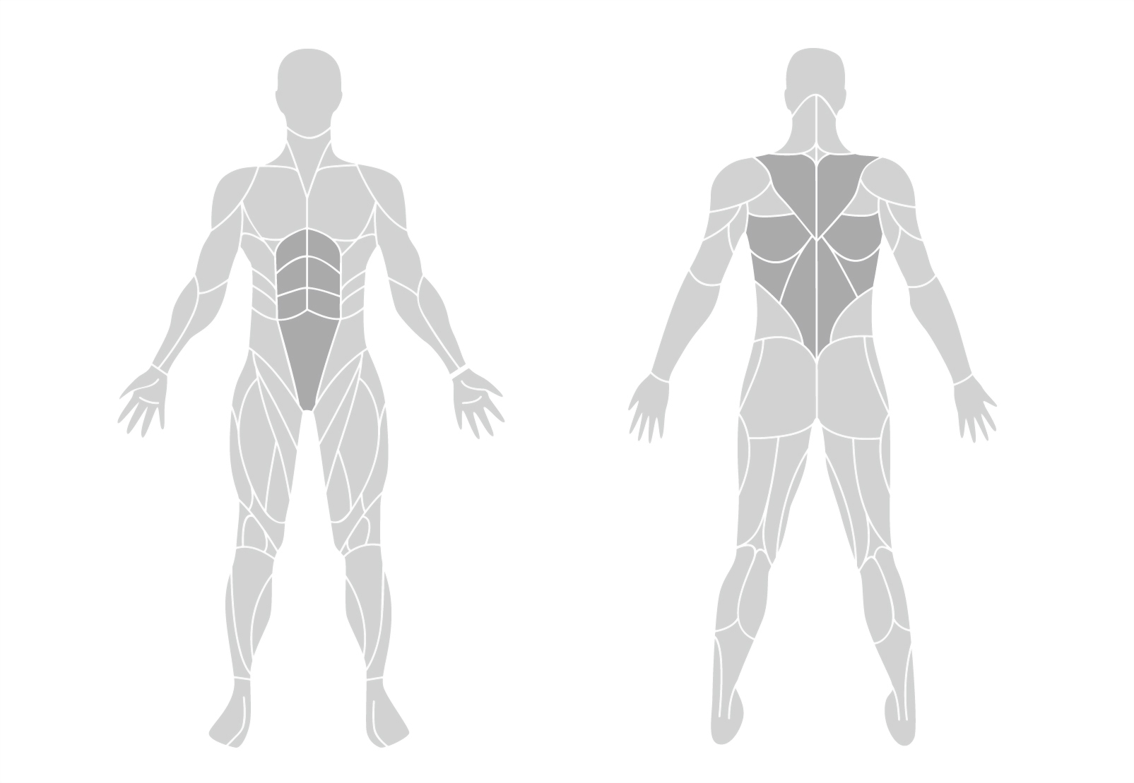 muscle-en.jpg
