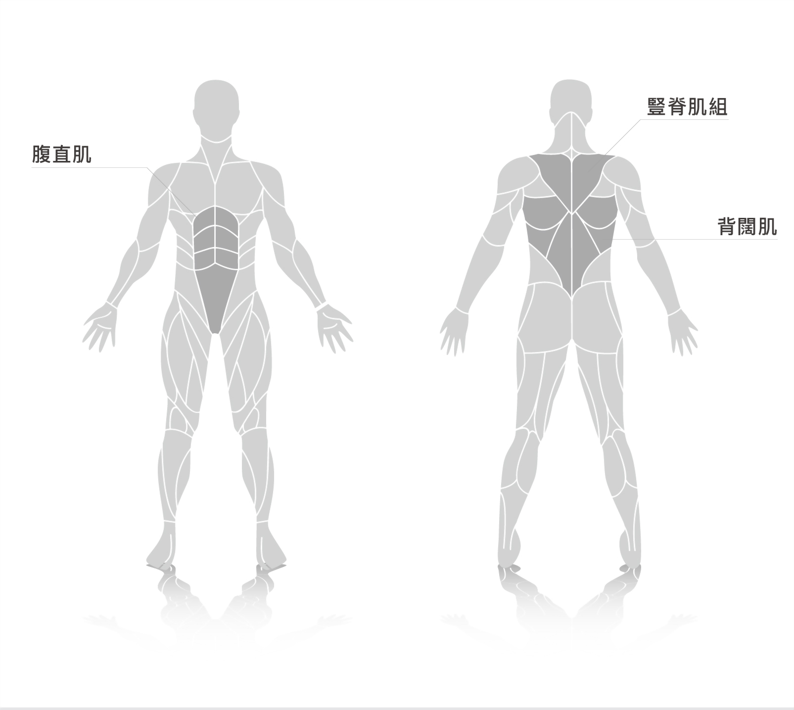 muscle.jpg