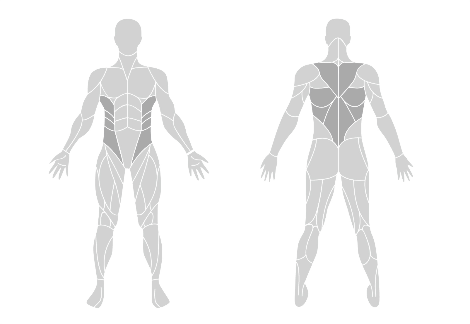 muscle-en.jpg