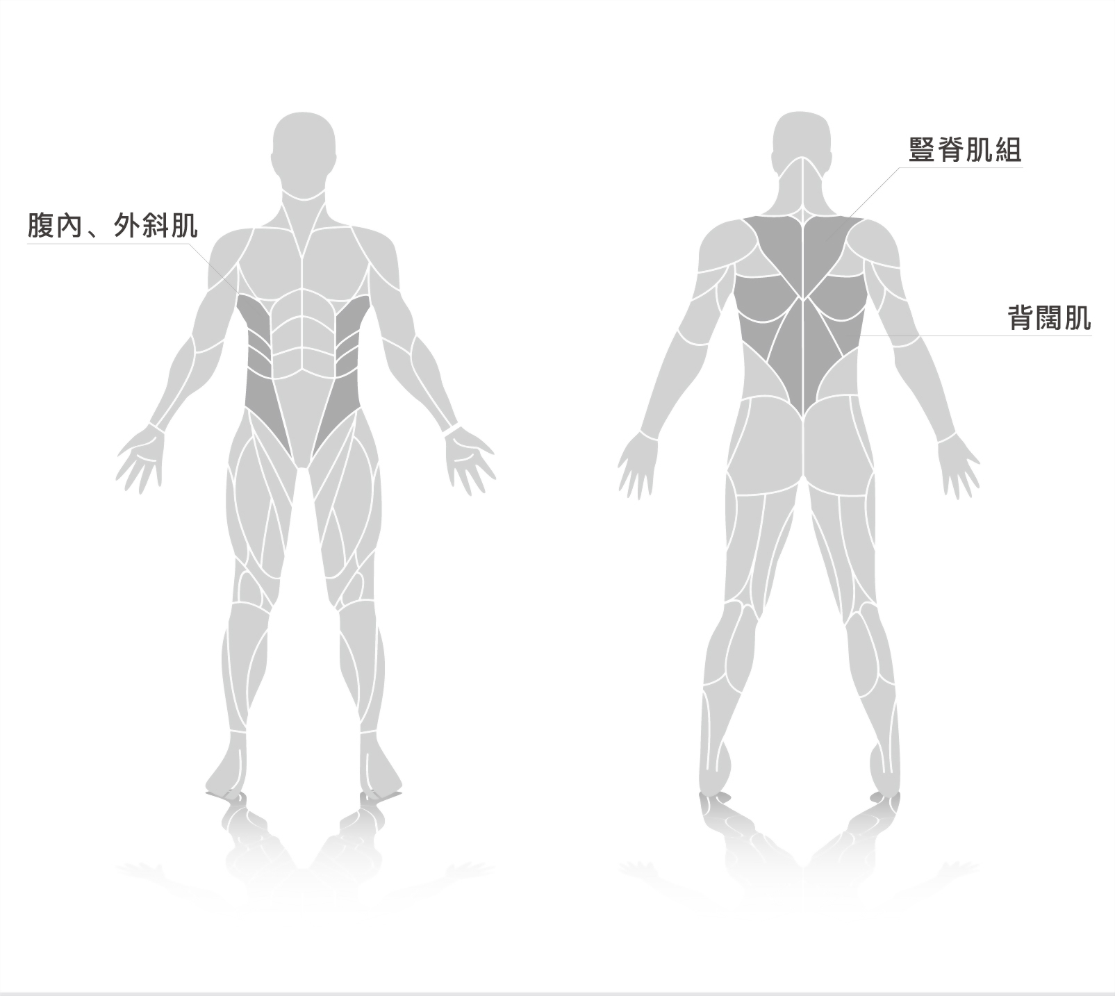 muscle.jpg