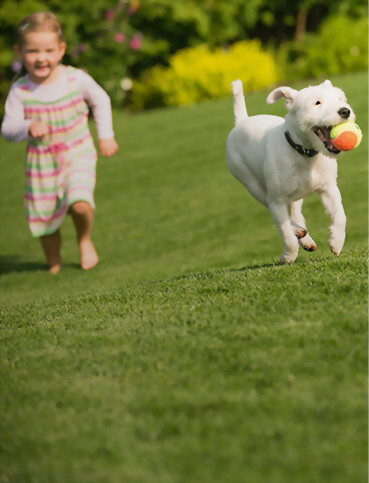 String Trimmer (Straight Type)