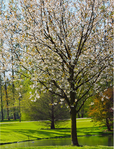 String Trimmer (Bending Type)