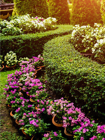 brushless DC motor chain saw