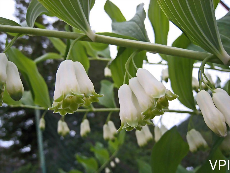黃精/維基共享資源/黃精屬 Polygonatum × hybridum [挪威 Ulvik, Norway]/作者：阿橋 HQ