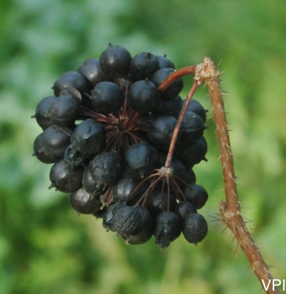 刺五加 Stanislav Doronenko，圖片/維基共享資源，作者Stanislav Doronenko