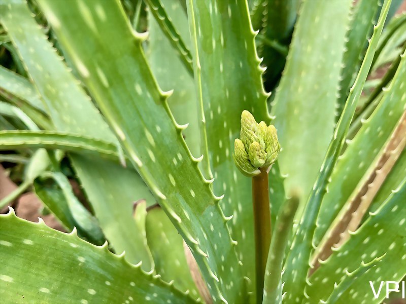 出自Wikimedia Commons、作者Fawaz.tairou