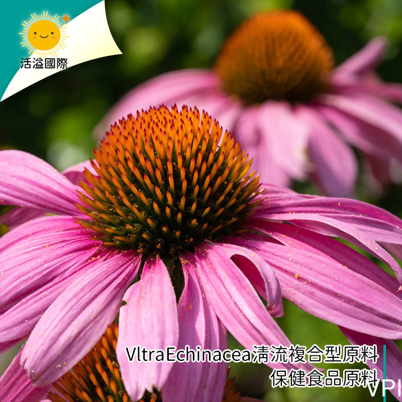 VltraEchinacea 清流複合型原料-保健食品原料-活溢國際保健食品代工