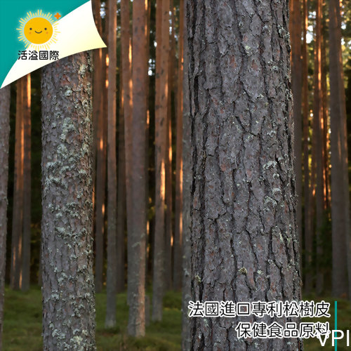 法國進口專利松樹皮