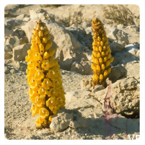 管花肉蓯蓉功效