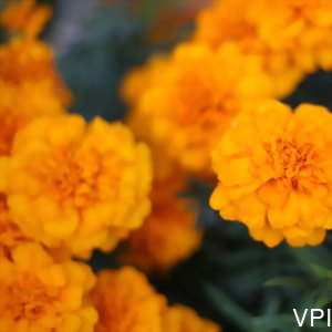 關於葉黃素的知識